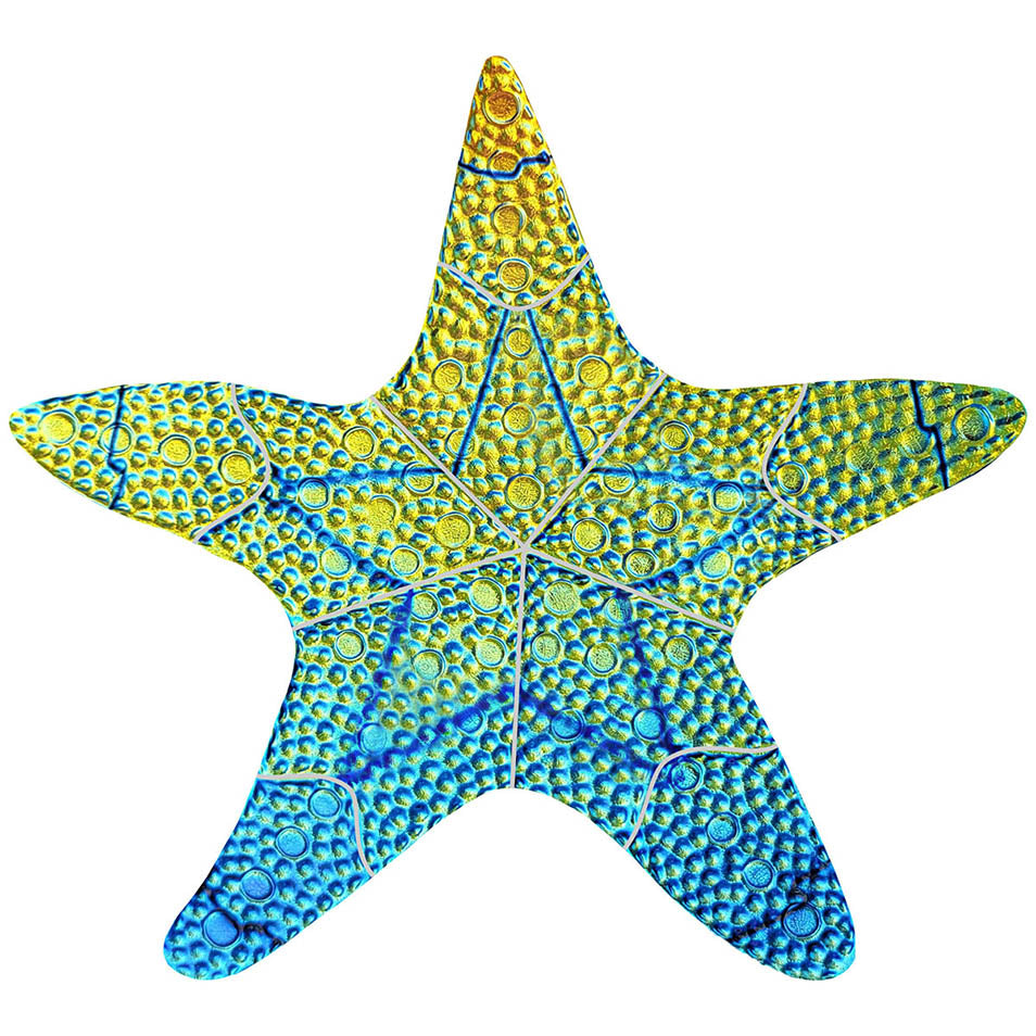 Rainbow Starfish 10 Inch Pool Mosaic