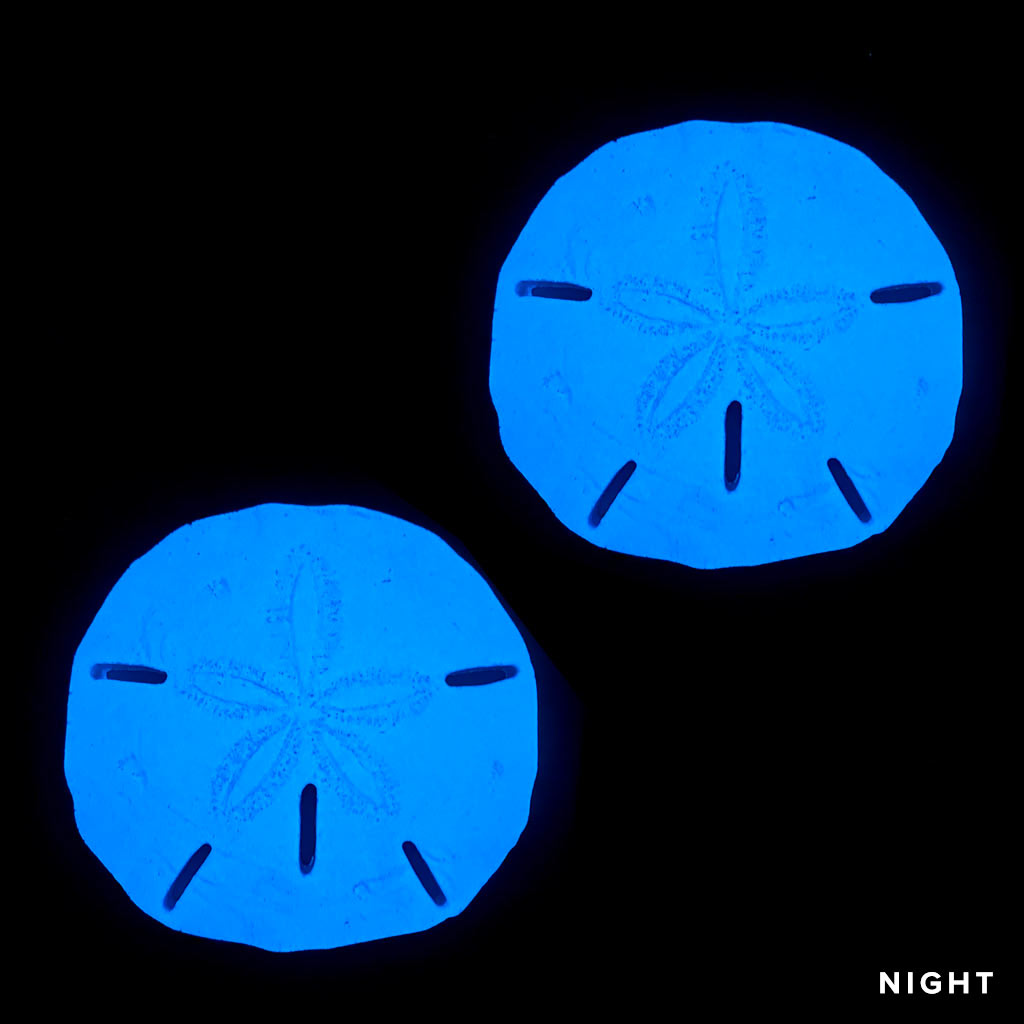 Sand Dollar 2 pack Glow in the Dark Pool Mosaics Night Time