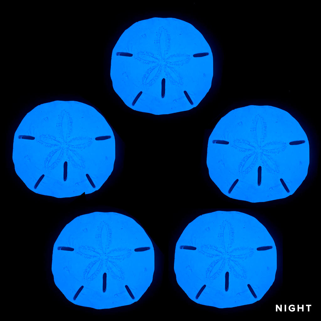 Sand Dollar 5 pack Glow in the Dark Pool Mosaics Night Time